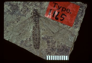 Media type: image;   Entomology PALE-1165 Aspect: full